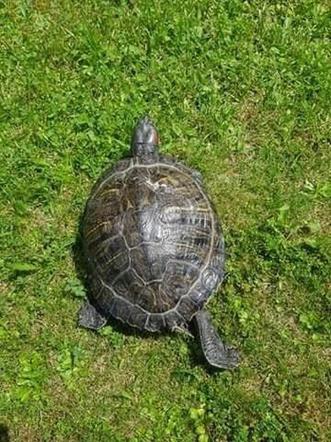 Bełchatów: Zabłąkany żółw trafił z ulicy prosto na komendę! Teraz czeka na swojego właściciela