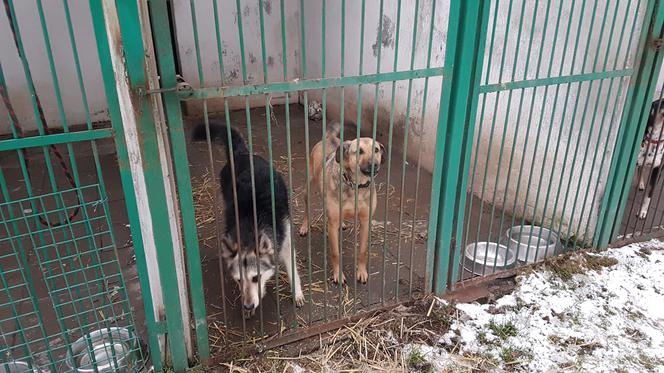 Schronisko Dla Bezdomnych Zwierząt w Toruniu szuka wolontariuszy. W czwartek szkolenie