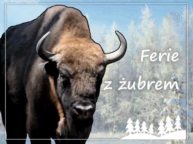 Ferie z żubrem