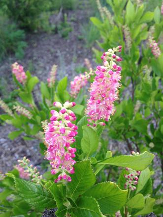 Orszelina zwyczajna 'Pink Spire'