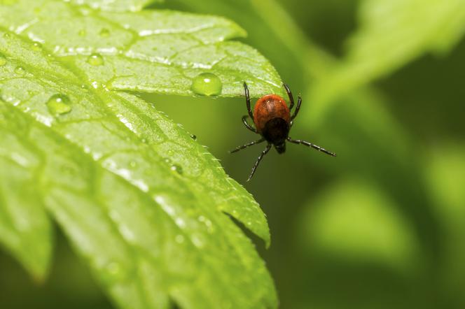 Naturalne sposoby na kleszcze