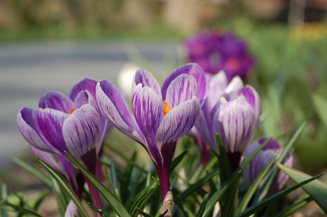 Galeria: Krokus 'Pickwick'