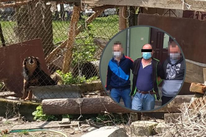 Biała Podlaska. Psy pogryzły 10-latka. Agresywne zwierzęta rzuciły się na dziecko. Straszne!
