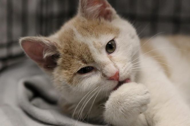 Kot do adopcji - Kot numer 1