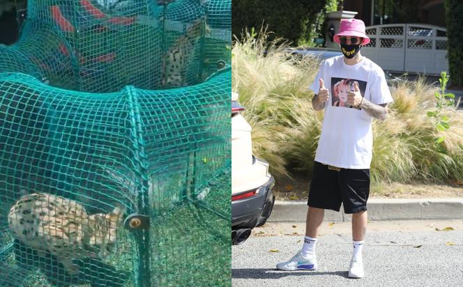 Justin Bieber i jego koty