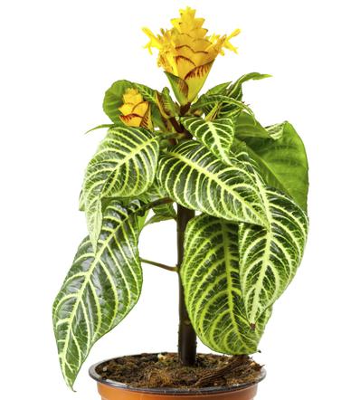 Afelandra