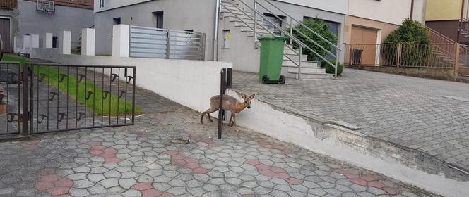 Mała sarenka potrzebowała pomocy. Strażacy ruszyli do akcji!