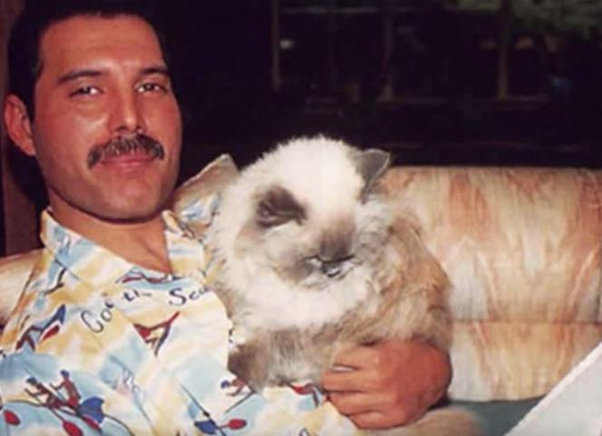 Freddie Mercury dziś miałby 70 lat. Wiedzieliście, że dzwonił do swoich kotów?