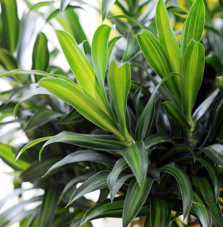 Dracena
