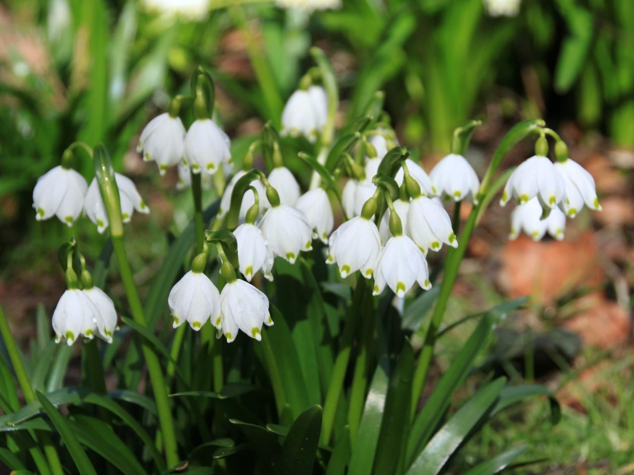 Wiosna W K Rnickim Arboretum Kwitn Nie Yce Krokusy I Ranniki