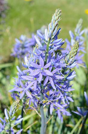 Kamasja Leichtlina