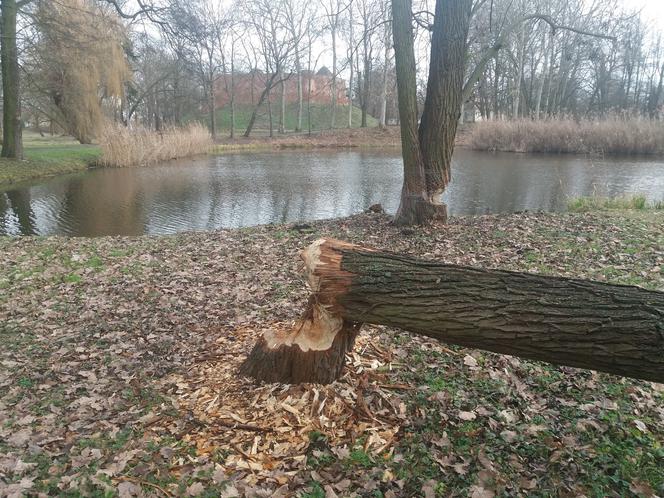Międzyrzecz bobry
