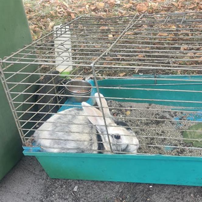 Królik na śmietniku