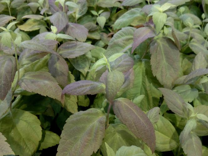 tawula japońska 'Macrophylla'