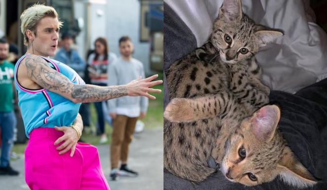 Justin Bieber i koty