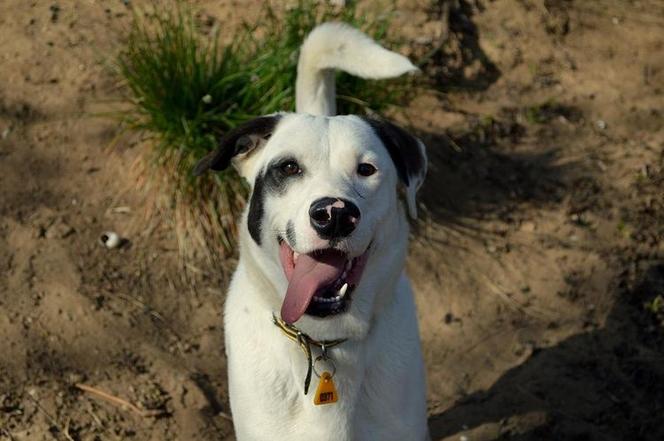 Schronisko w Bydgoszczy zachęca do adopcji zwierzaków