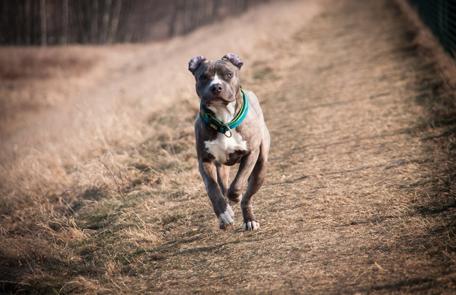 Amstaff, pies / zdjęcie ilustracyjne