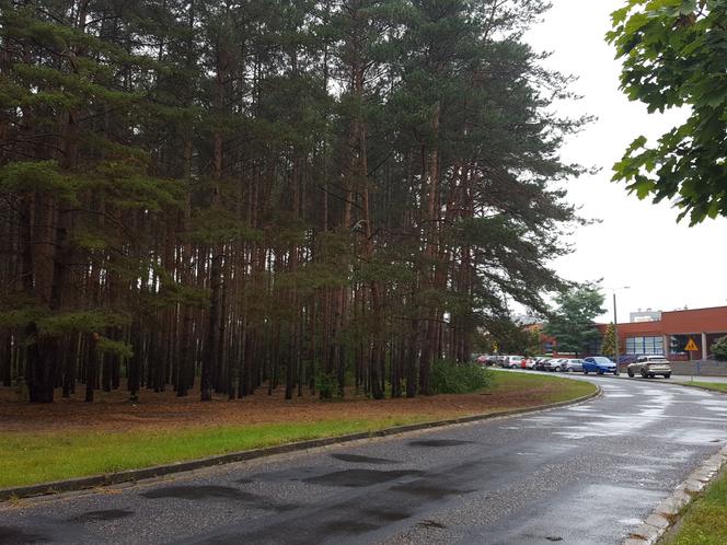 Miał być park, będzie wycinka. Miasto wystawiło na sprzedaż hektar lasu na Rejtana