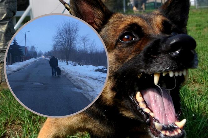 Wilczur ROZSZARPAŁ szczeniaczka. KRWAWA JATKA na oczach dzieci w Białej Podlaskiej
