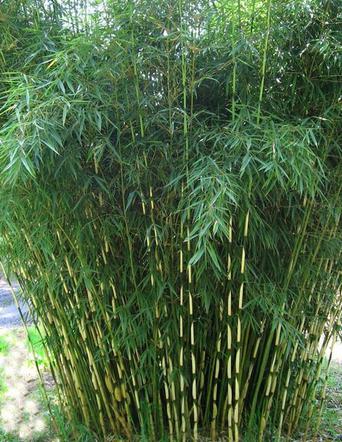 Fargesia olbrzymia ‘Pingwu’
