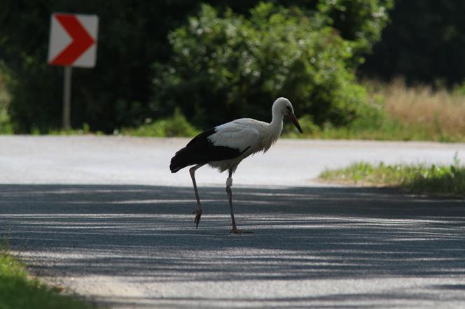 bocian na drodze