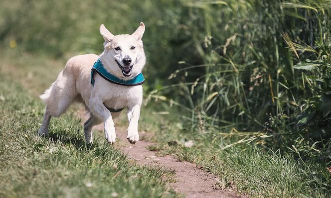 Dog Trekking