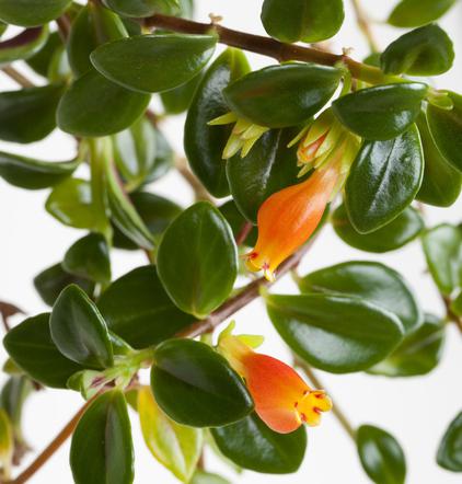 Nematanthus