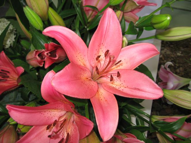 Lilia 'Dani Arifin'