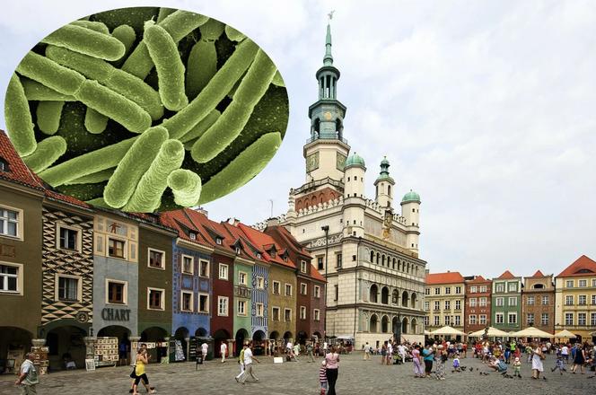 Poznań NAJBRUDNIEJSZYM miastem w Polsce. Śmiertelne BAKTERIE panoszą się wszędzie!