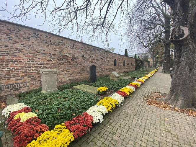 Chryzantemy od ARiMR