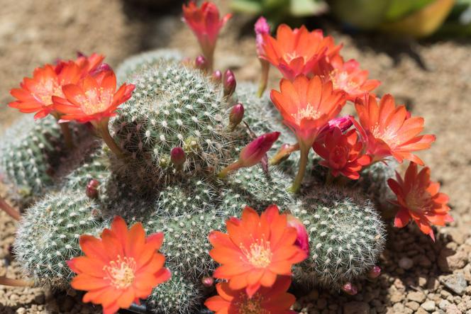 Rebutia