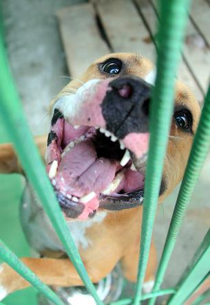 Amstaff