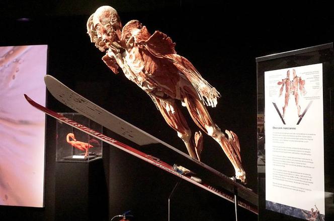 Zdj Cia Z Wystawy Body Worlds The Cycle Of Life W Odzi