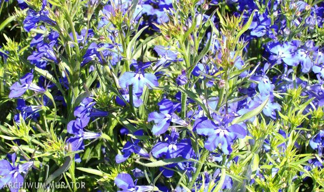 Lobelia przylądkowa