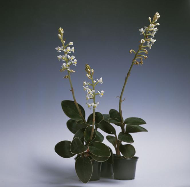 Ludisia
