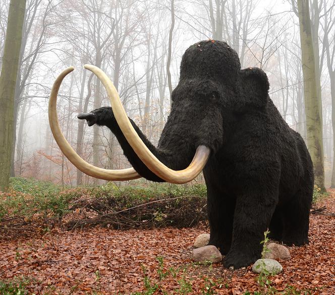Mamut symbolem Woli