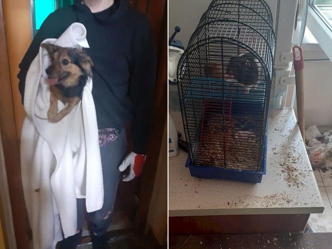 Kielce: Wyjechała za granicę. W domu zostawiła zamknięte i głodne zwierzęta!