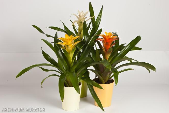 Guzmania