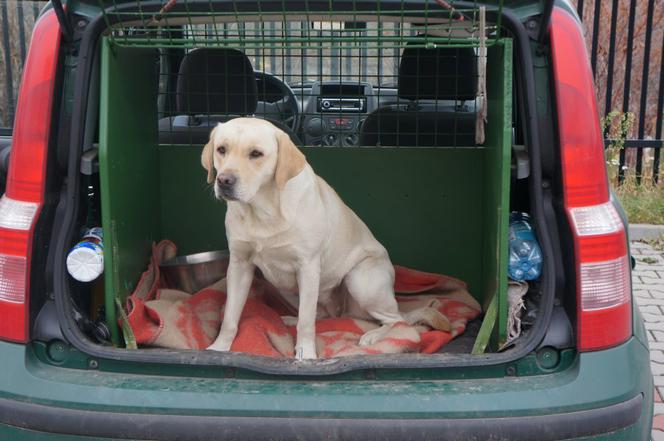 Tilia_pies+labrador_narkotyki