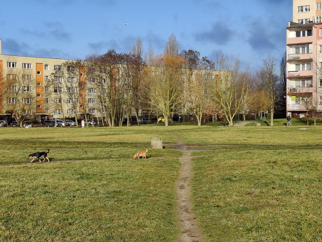 Psia polana- Szczecin