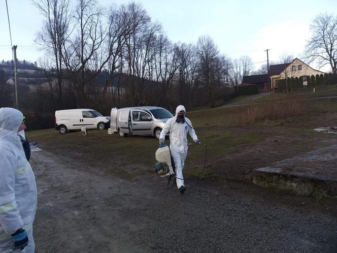 Kolejne ognisko ptasiej grypy wykryto w gminie Chełmiec