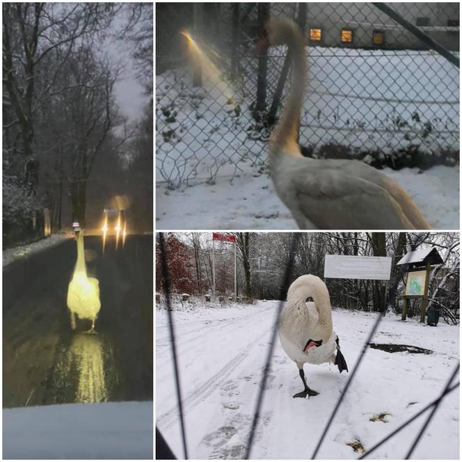Łabędź GWIAZDĄ Strzeszyna! Kierowcy, uważajcie na ptaka-podróżnika!