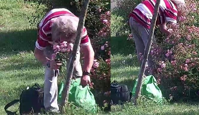 Wejherowo: Z sekatorem do parku po kwiaty dla kelnerki. Romantyk czy wandal?