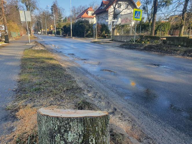 Wycinka drzew w Obornikach Śląskich. Aktywiści: „Czujemy się oszukani”