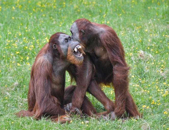 Orangutany