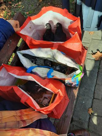 Kraków: kobieta na spacer wyszła z... gołębiami!