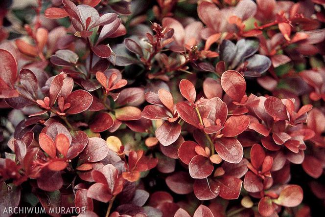 Berberys Thunberga Atropurpurea Nana