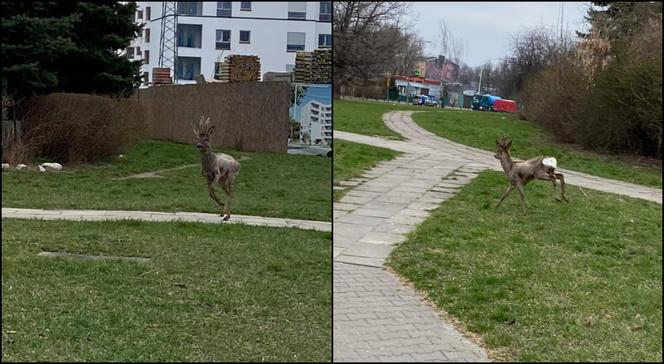 Niecodzienny gość na Targówku. Mieszkańcy aż przecierali oczy ze zdziwienia. Skąd się tam wziął?