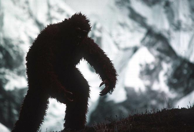 Yeti