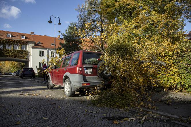 Wrocław. Wichura zwaliła drzewo na samochód